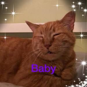 Meet your Posher, Robin